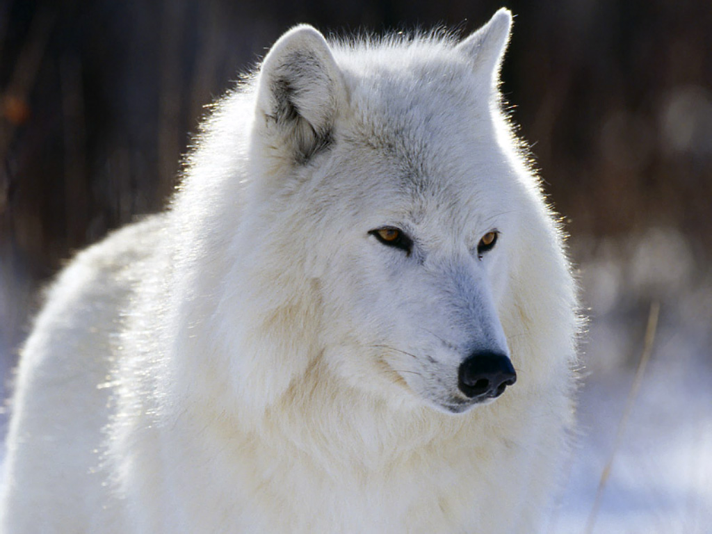 Arctic Wolf - HD Wallpaper 