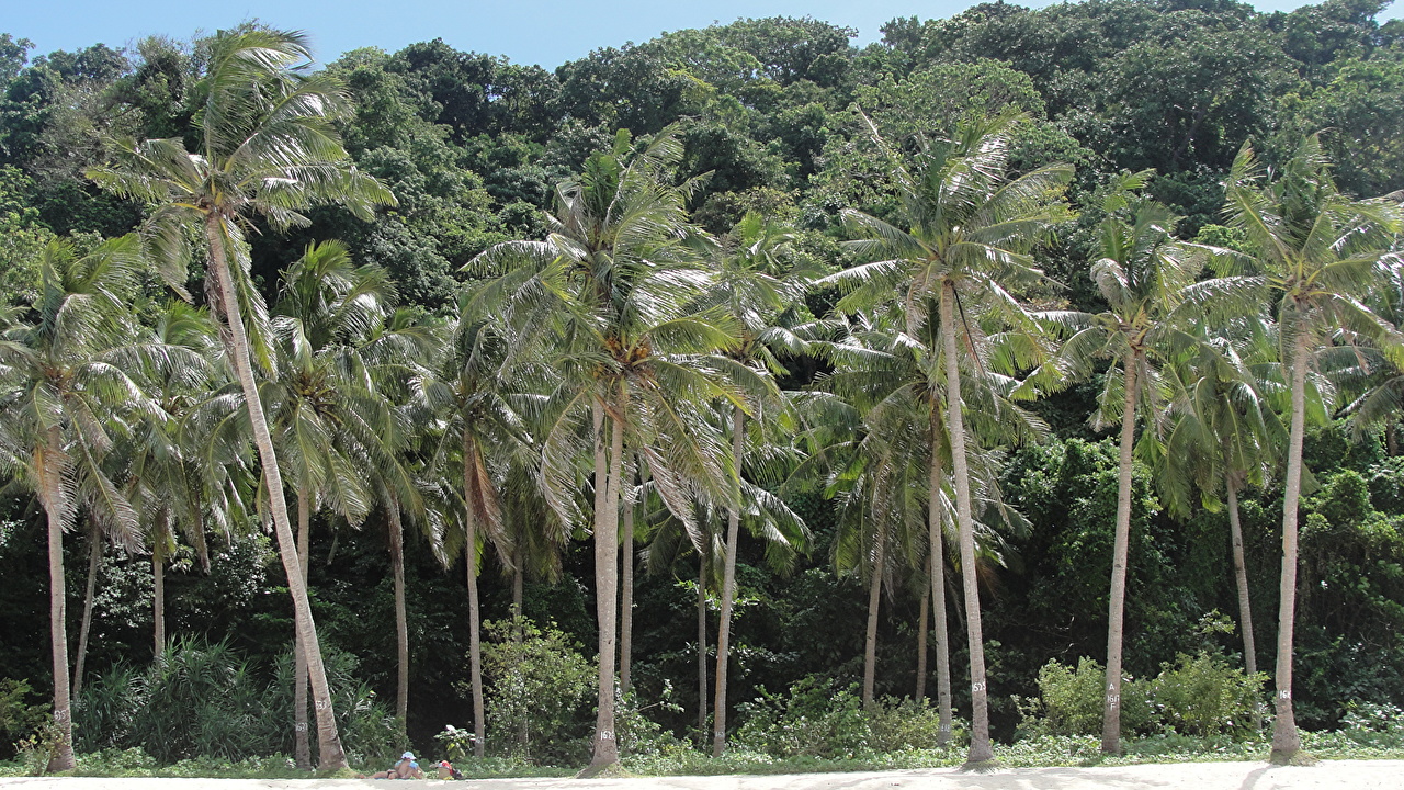 Grove - HD Wallpaper 