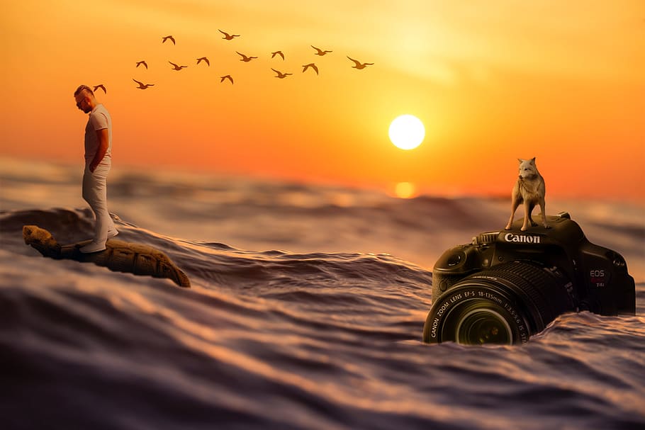 Dog, Top, Canon Eos Dslr Camera, Ocean Wallpaper, Marine, - Coucher De Soleil Saint Raphael - HD Wallpaper 