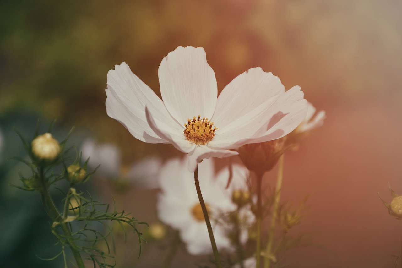 Wallpaper Background Vintage Camera Free Photo - Background Photography Flower Vintage - HD Wallpaper 