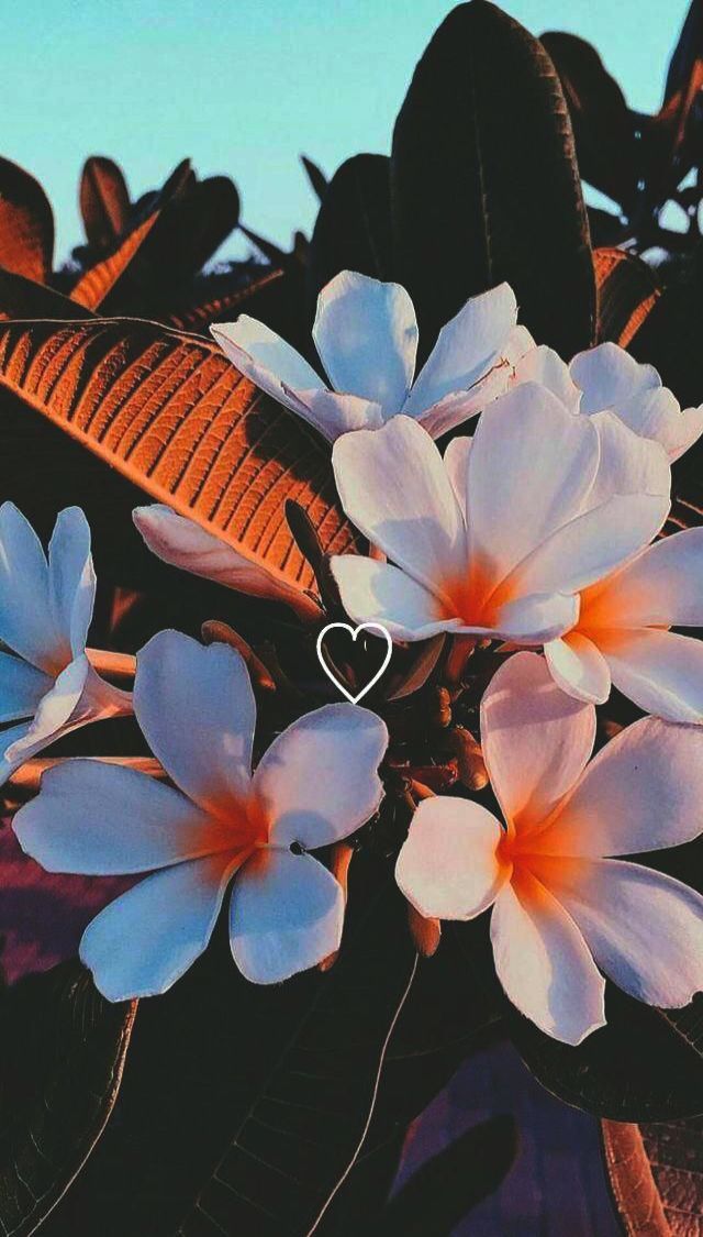 Cute Wallpaper For Windows 10 - HD Wallpaper 