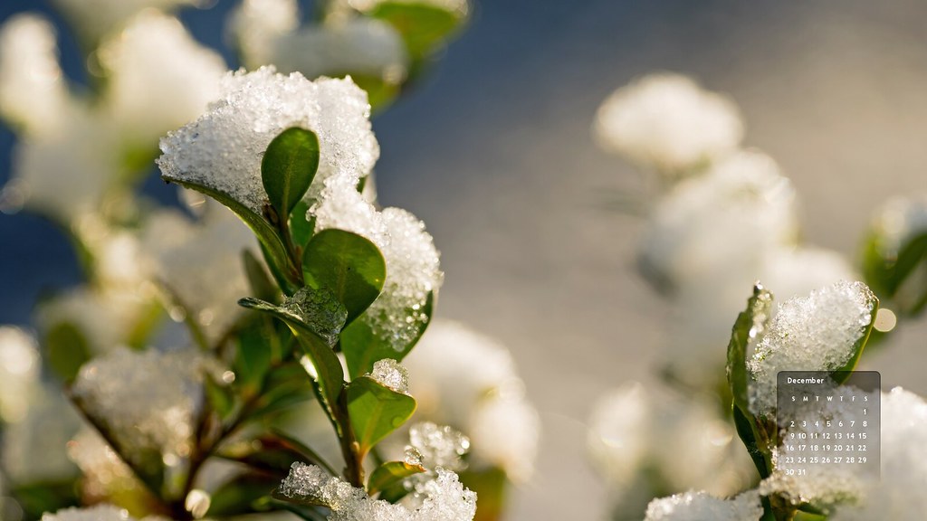 Mock Orange - HD Wallpaper 