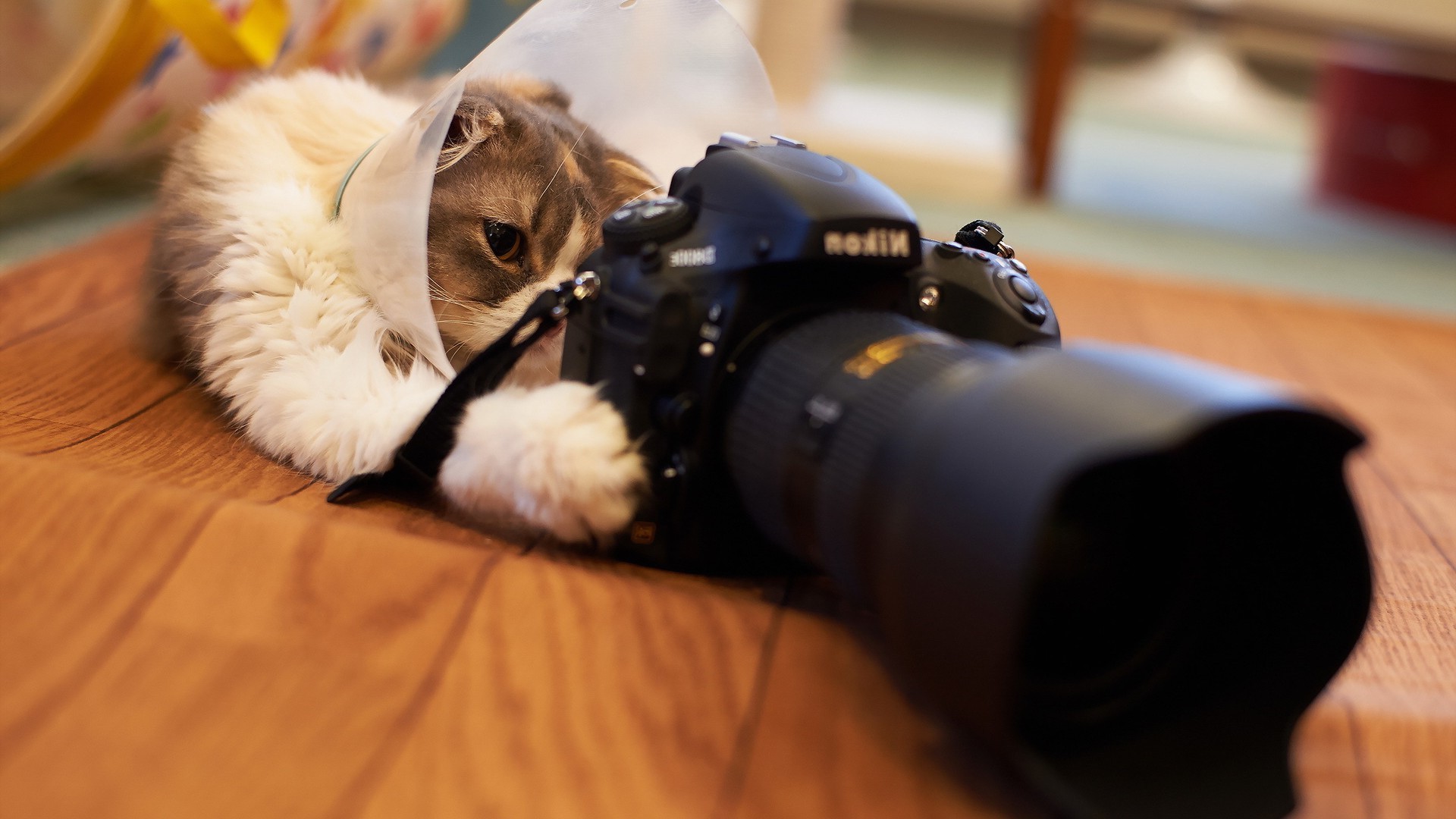 Depth Of Field, Nikon Wallpapers Hd / Desktop And Mobile - Cat Depth Of Field - HD Wallpaper 