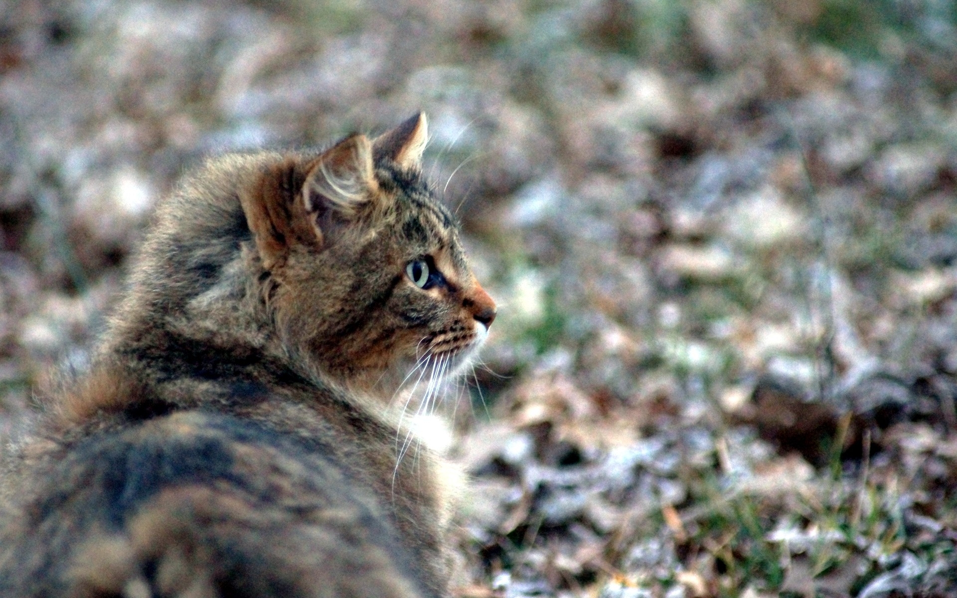 Domestic Long-haired Cat - HD Wallpaper 
