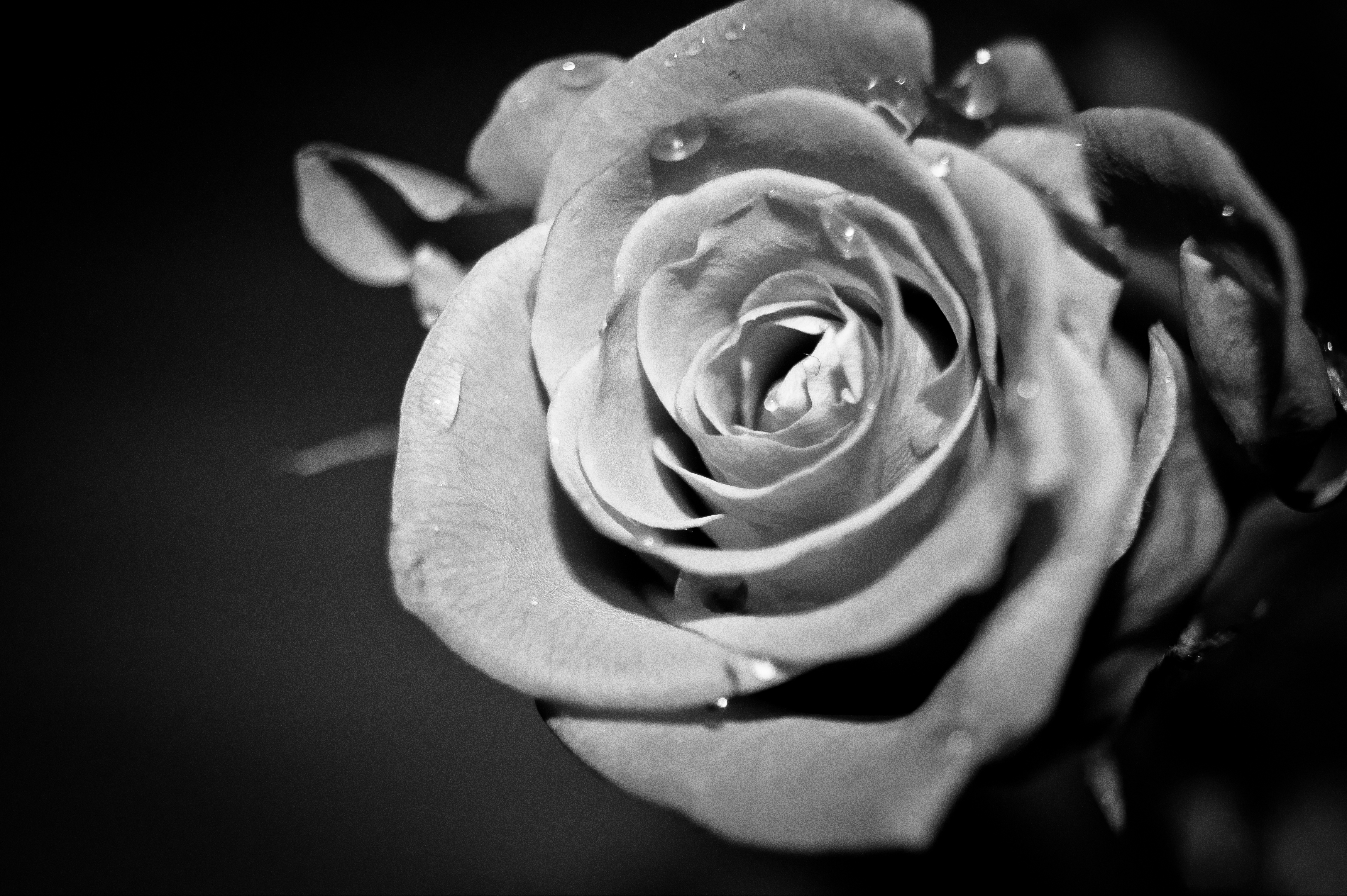 Images Roses Black White - White Rose For My Mom In Heaven - HD Wallpaper 