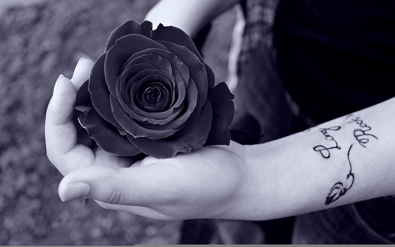 Black Rose Dp For Whatsapp - HD Wallpaper 