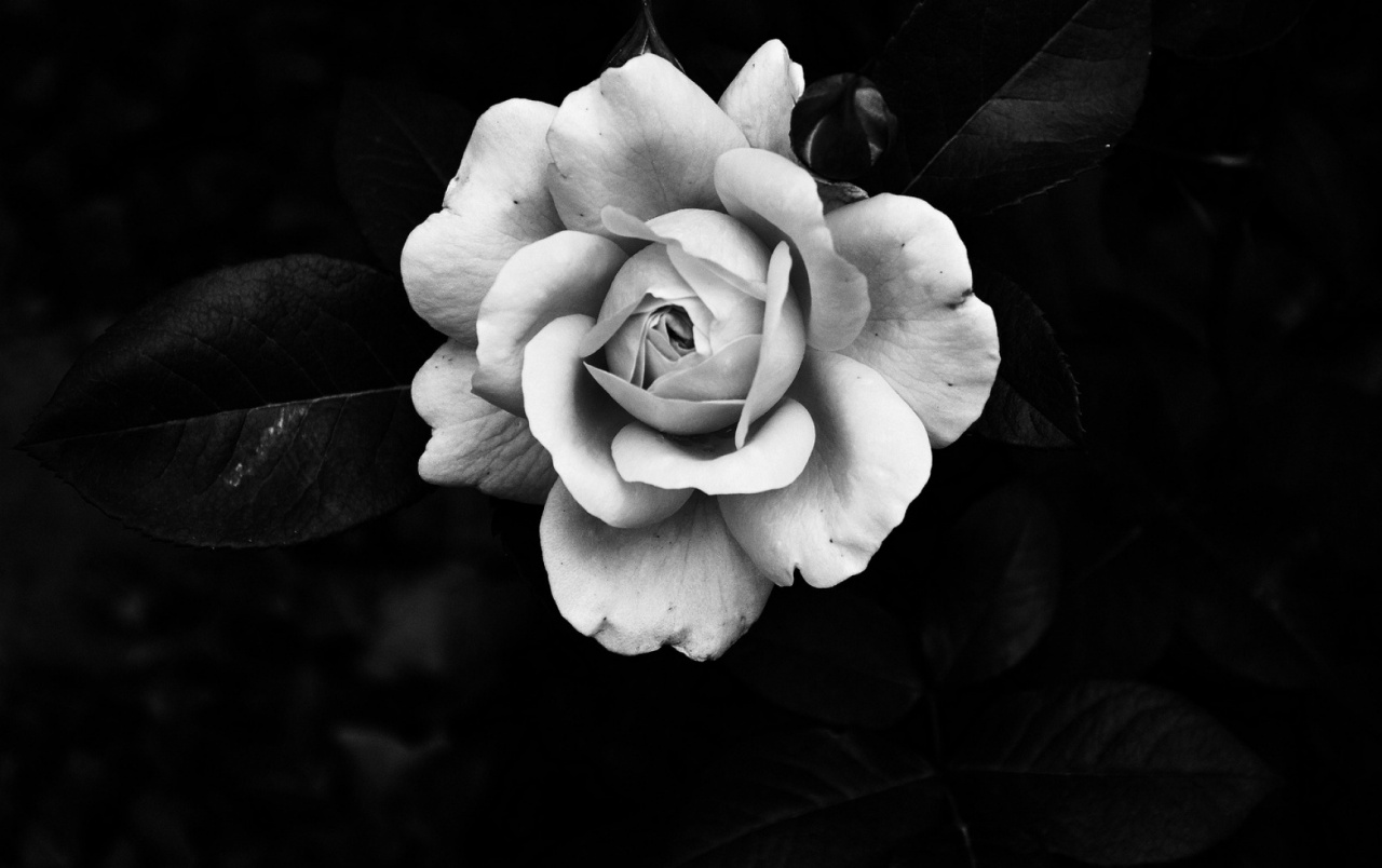 Amazing White Rose Wallpapers - Floribunda - HD Wallpaper 