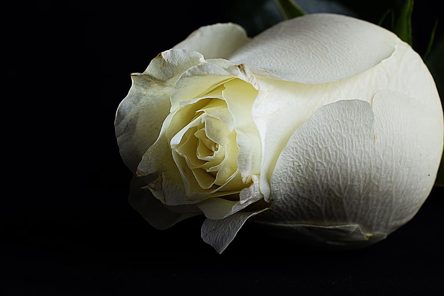 Close-up Photography Of White Rose In Bloom, Black - HD Wallpaper 