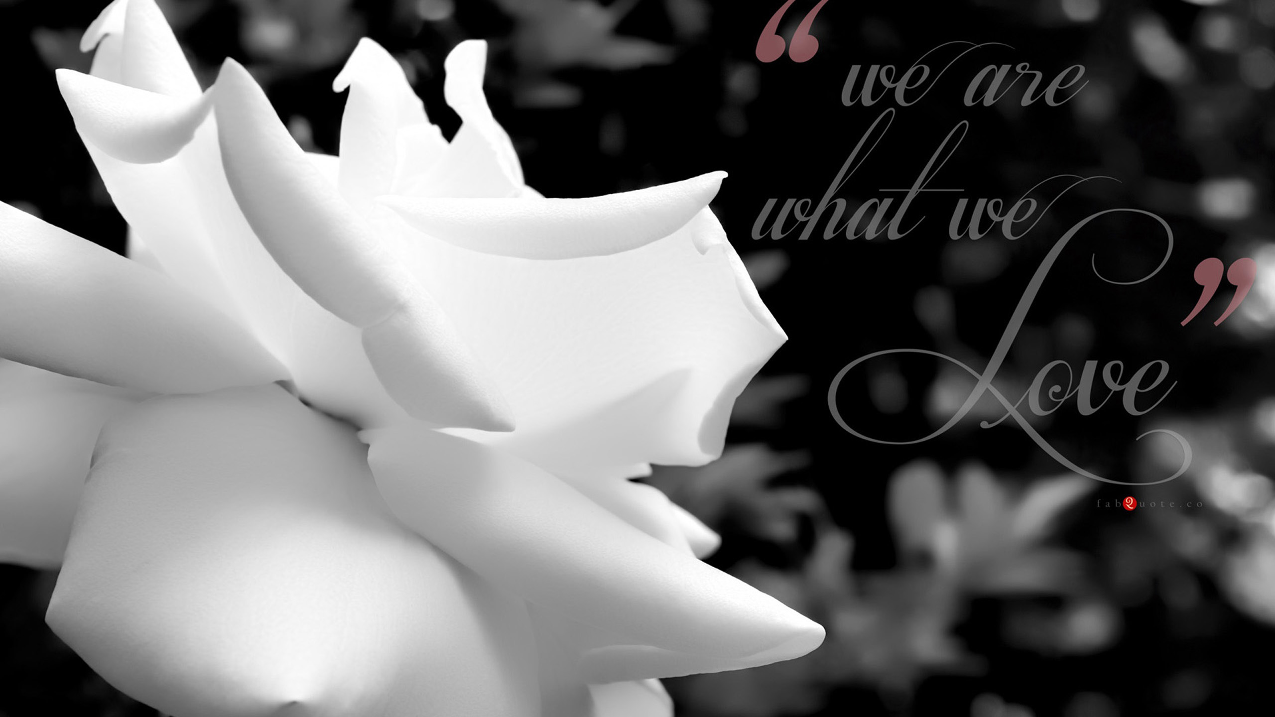 Flowers Love4k - HD Wallpaper 