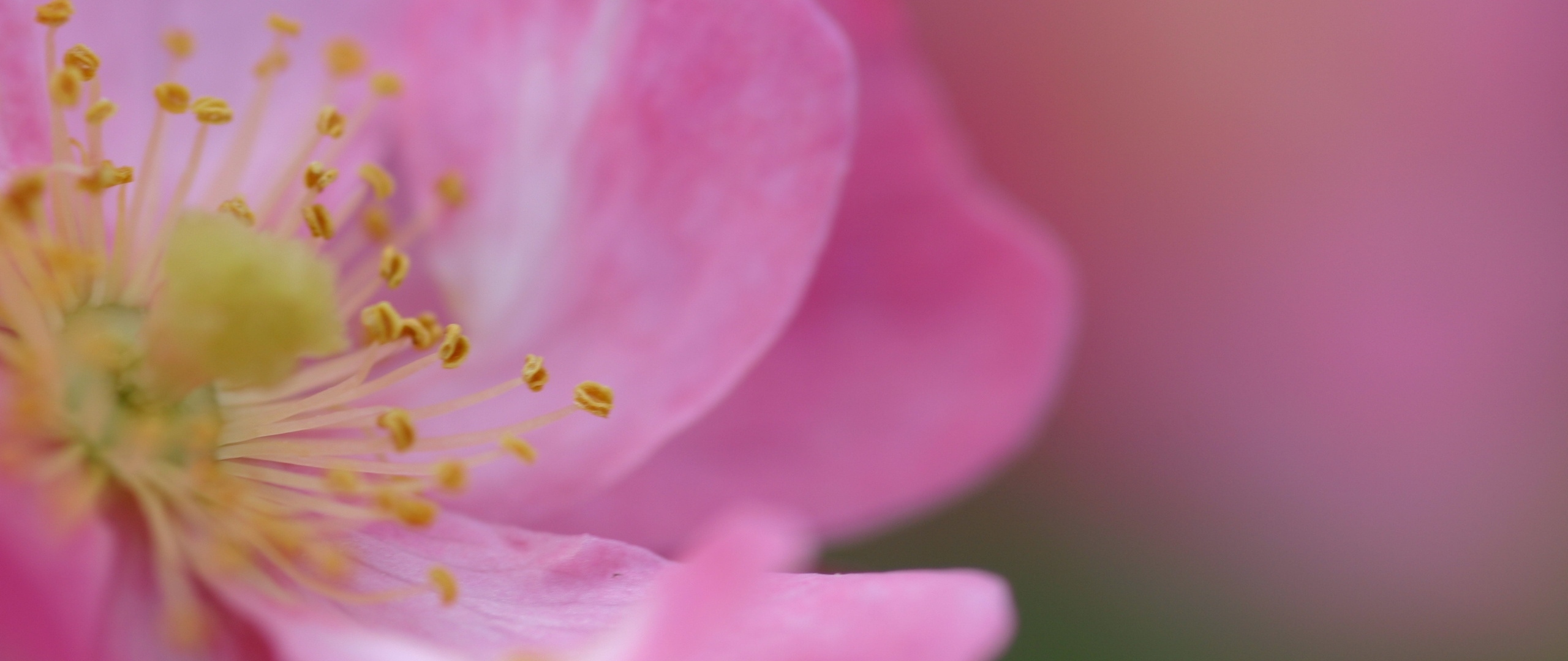 Wallpaper Color, Rose, Flower, Petals, Pink - Rose - HD Wallpaper 