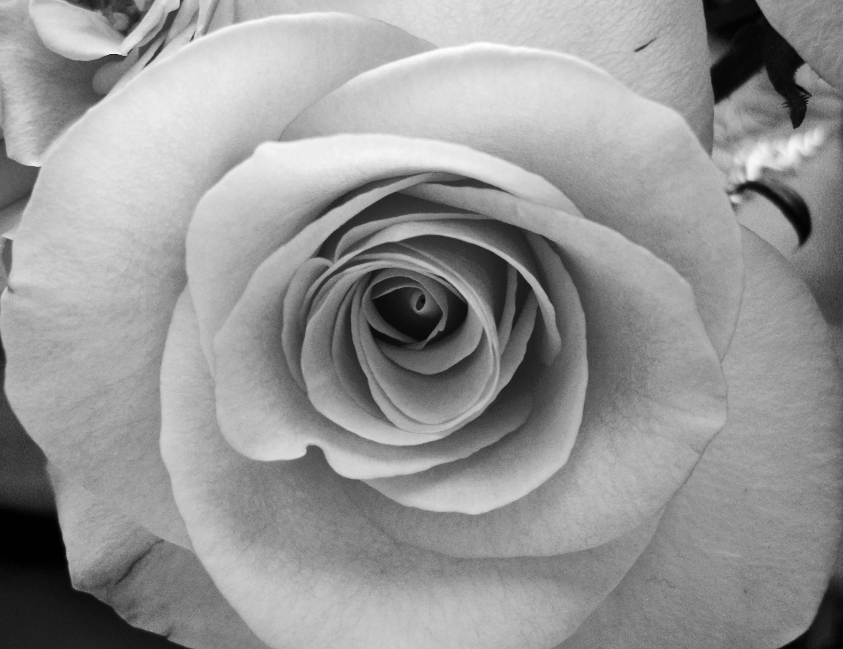 Gothic Rose Wallpaper - Black And White Rose High Res - HD Wallpaper 