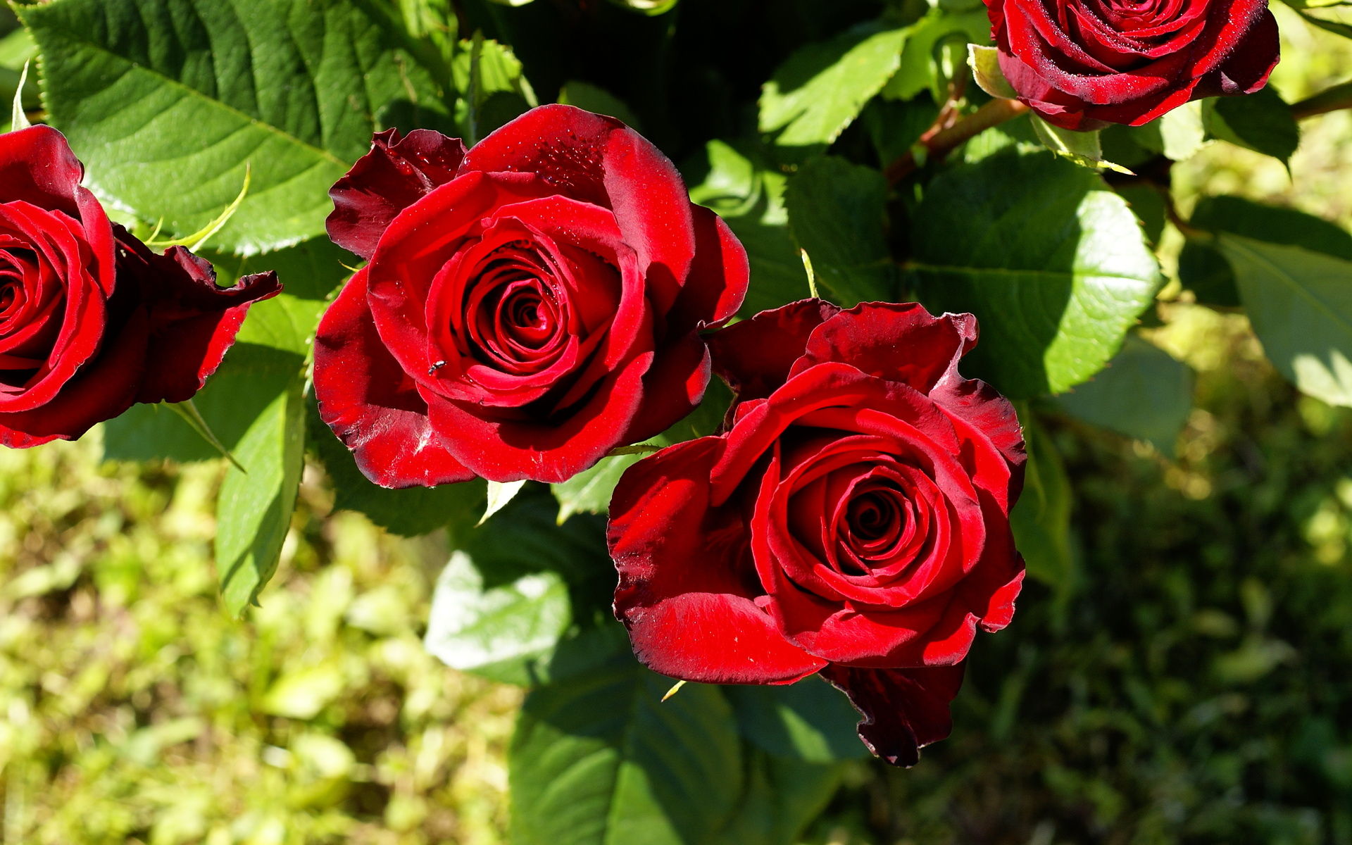Flowers Pictures Roses - HD Wallpaper 