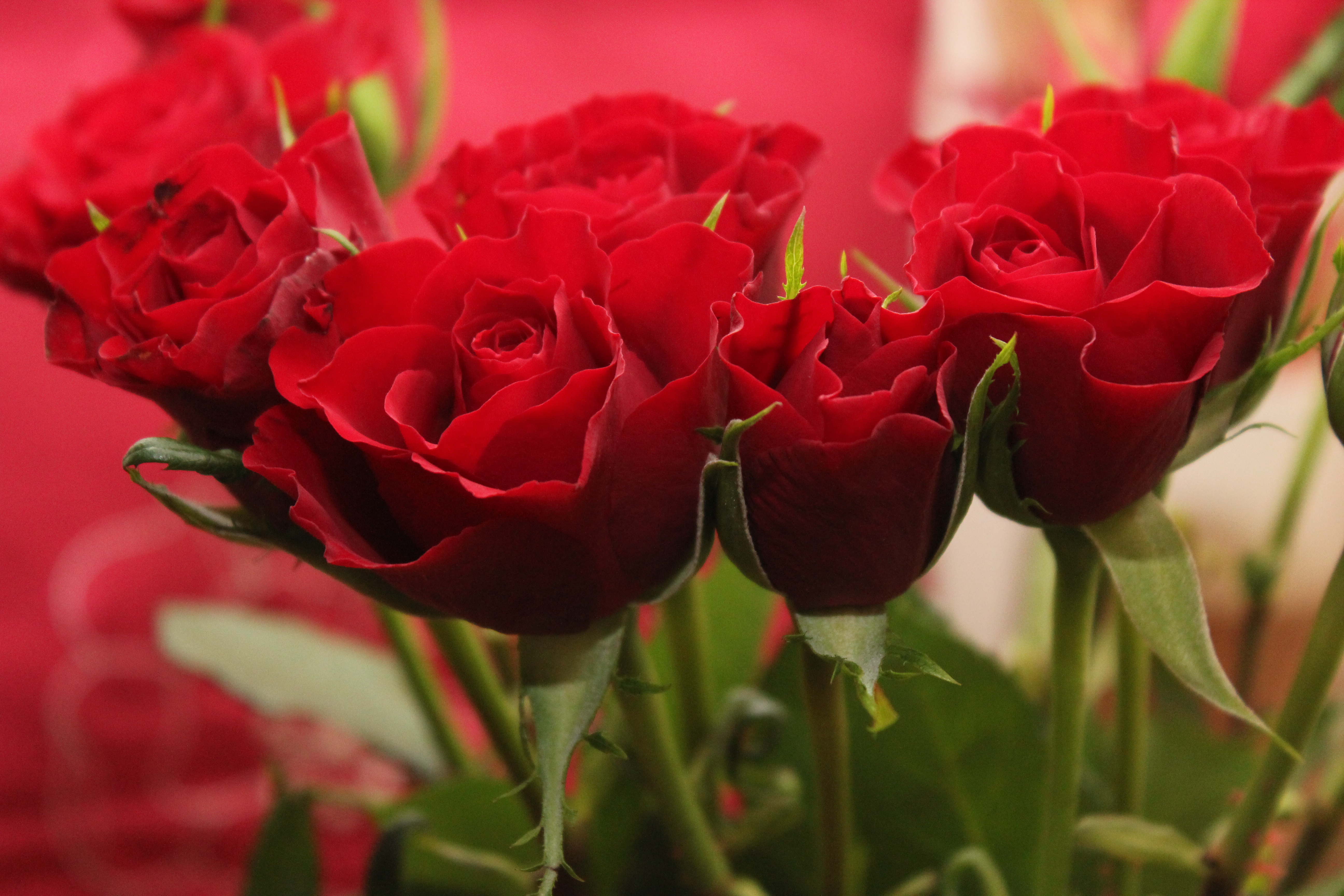 Flowers Download - Cute Red Rose Flowers - HD Wallpaper 
