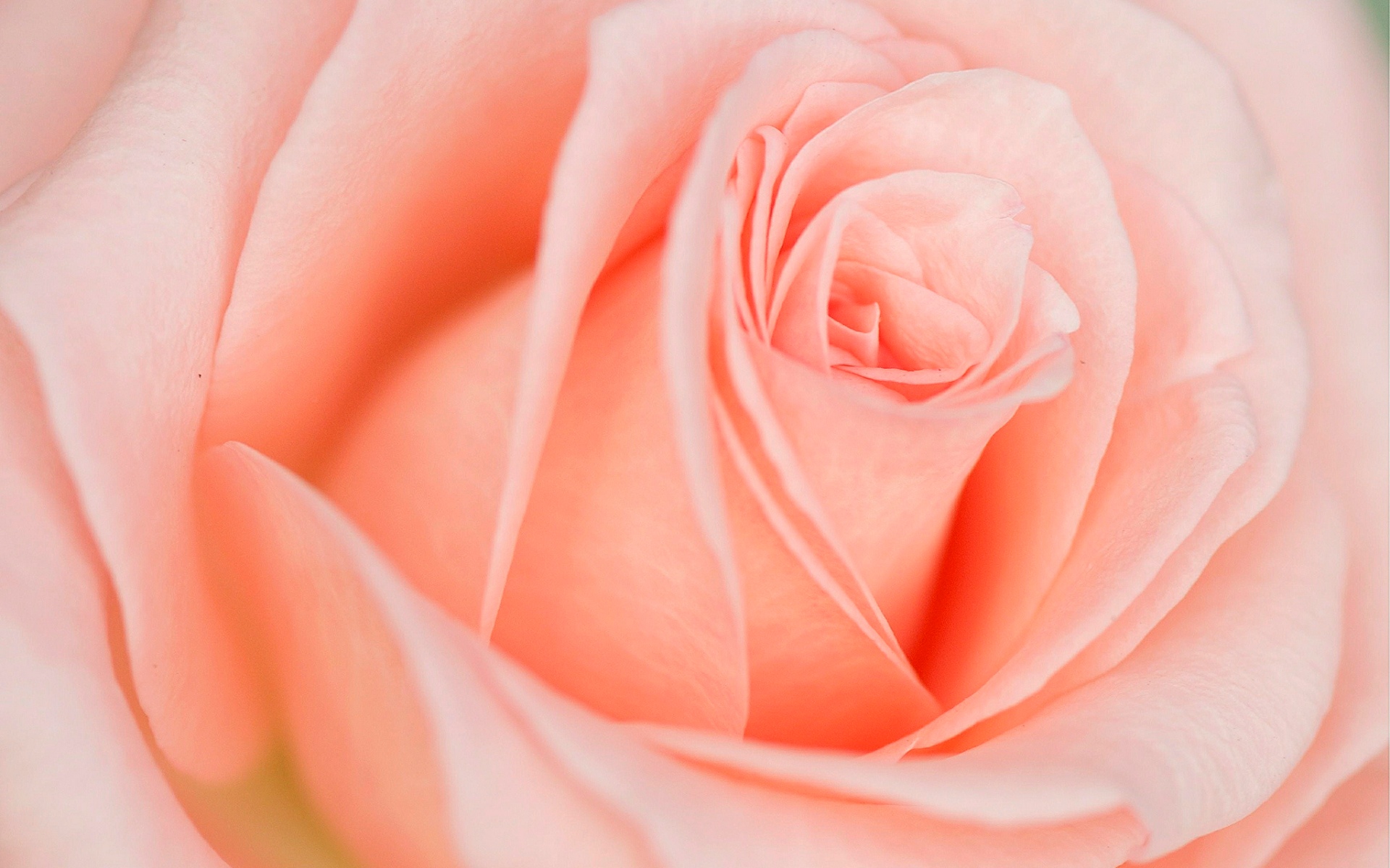 Light Pink Orange Rose - HD Wallpaper 