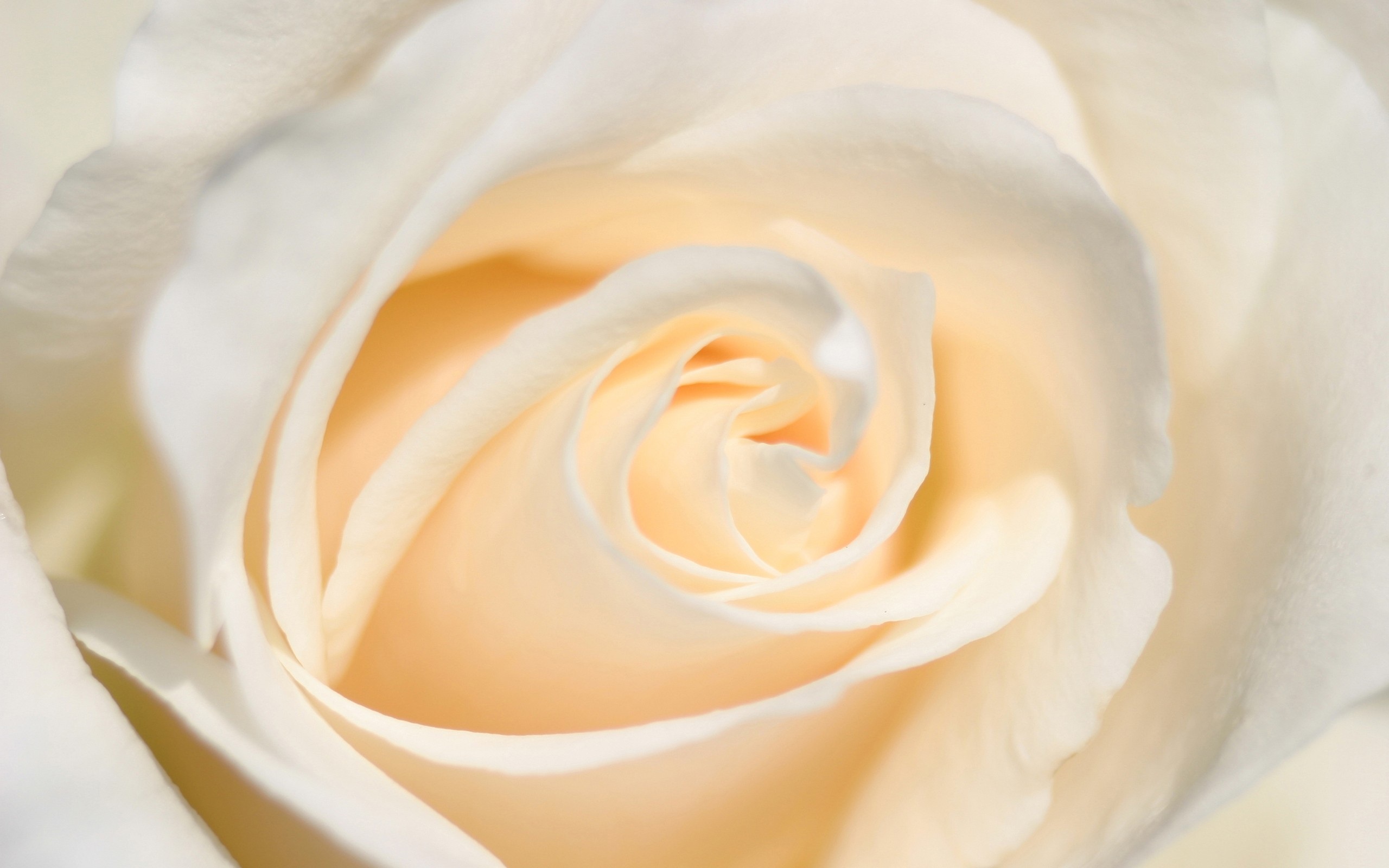 White Rose - HD Wallpaper 