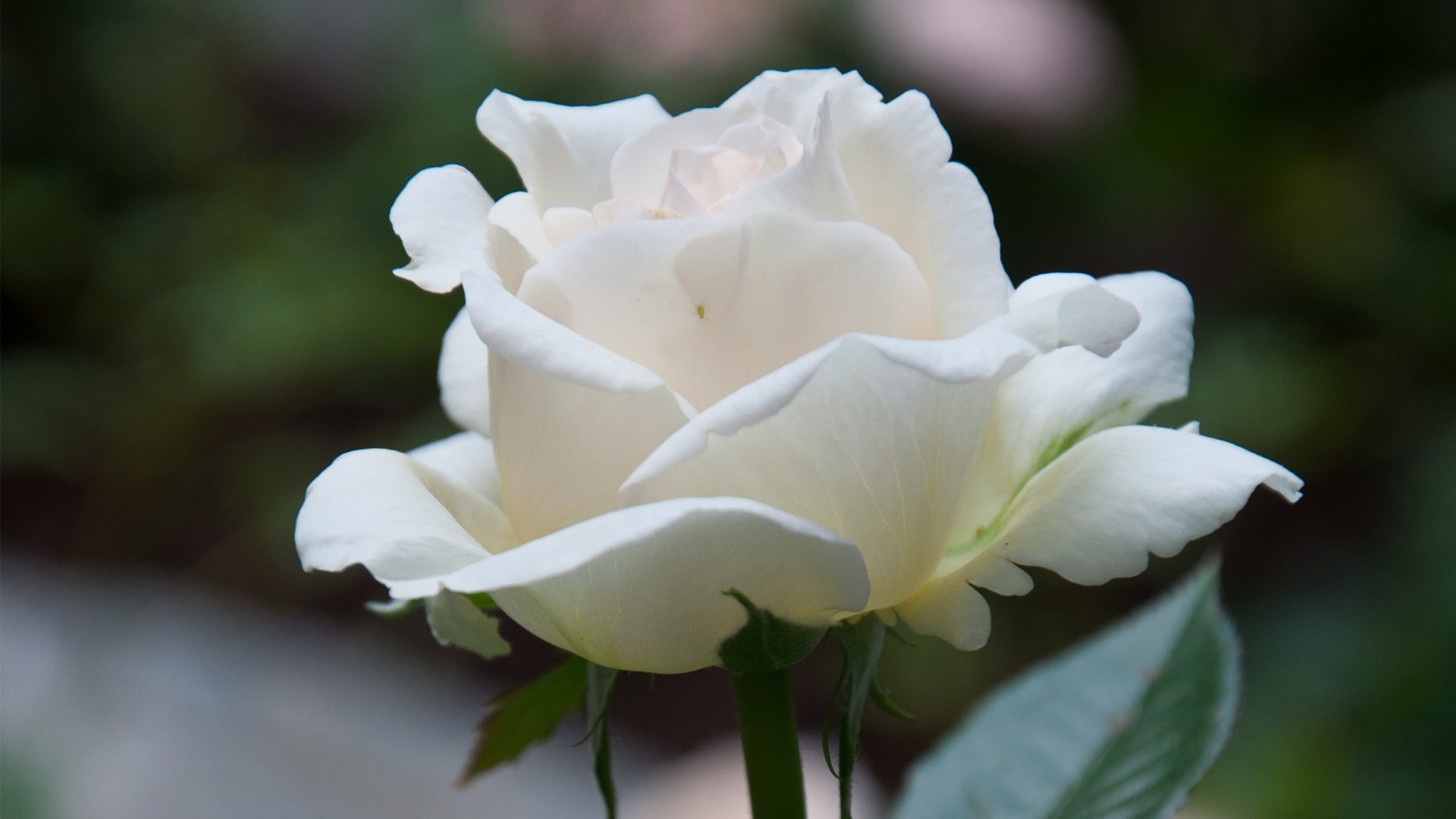1080p White Rose Wallpapers High Quality 1080p White - White Flower Hd Wallpapers 1080p - HD Wallpaper 