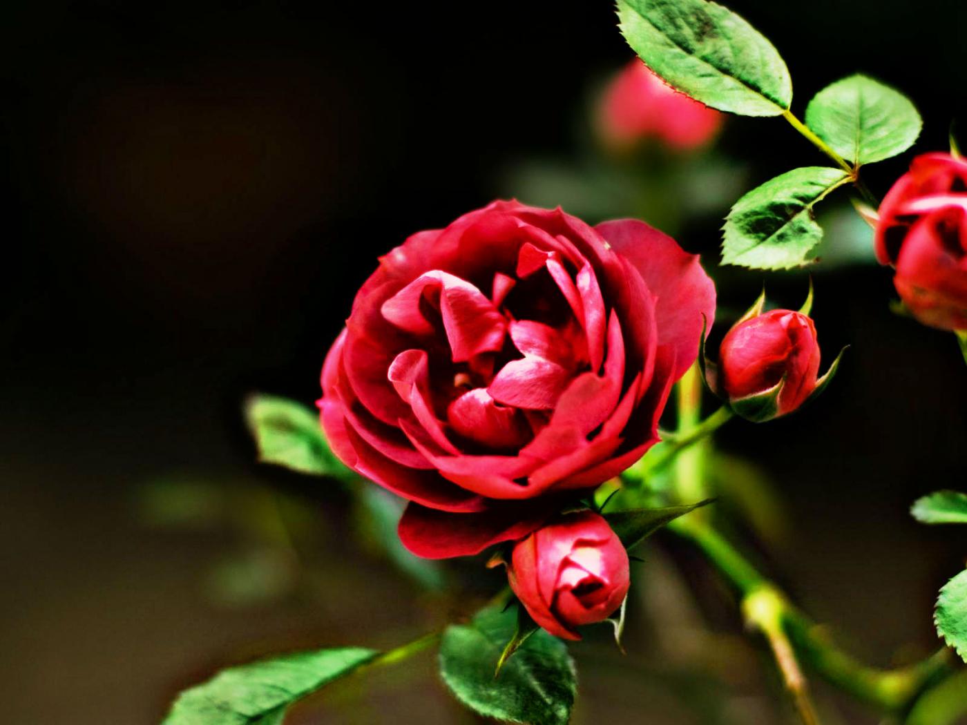 Golden Gate Bridge - HD Wallpaper 