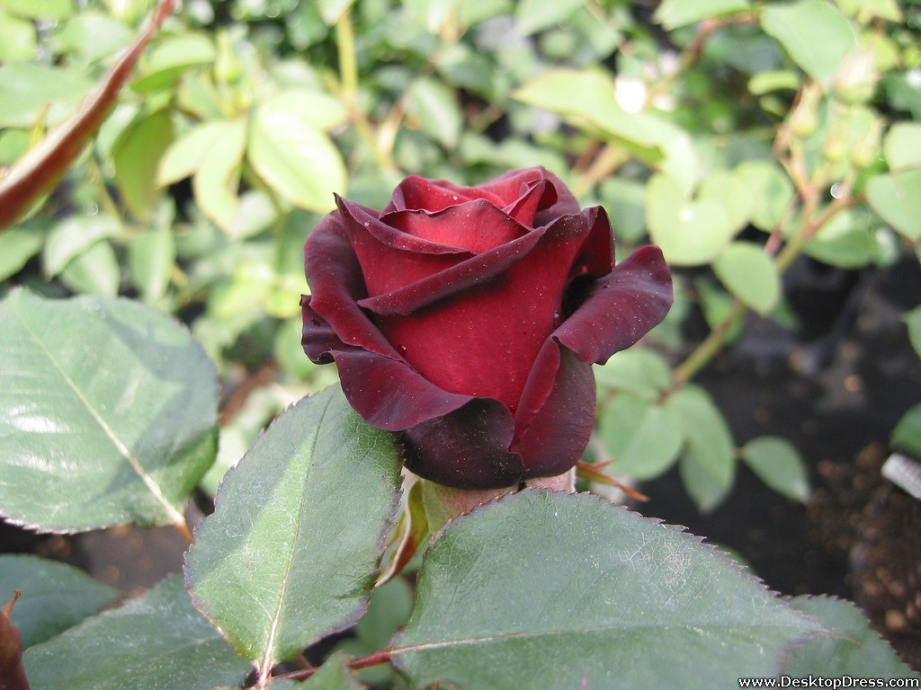 Maroon Rose - Dark Maroon Rose Images Hd - HD Wallpaper 