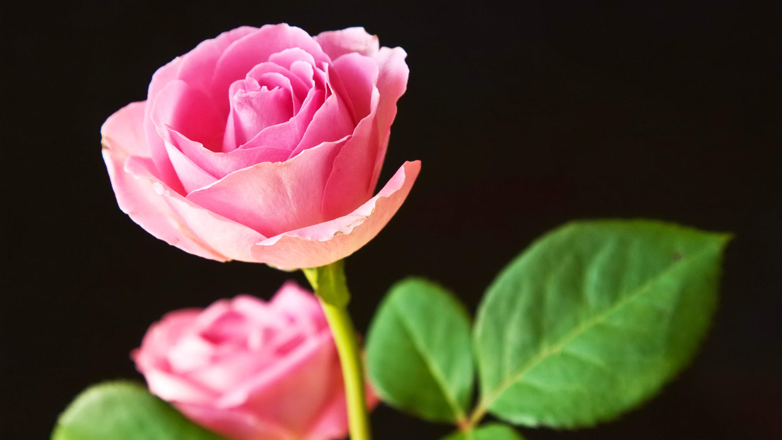 Beautiful Good Night With Flowers 2560x1440 Wallpaper teahub.io