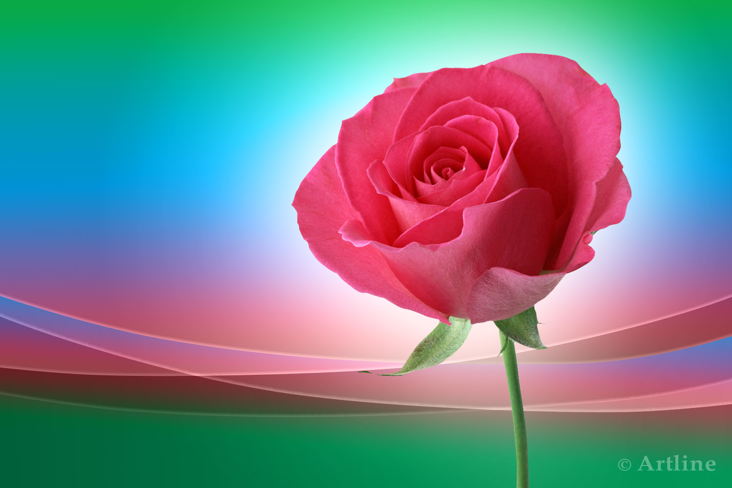 Beautiful Pink Rose Wallpapers - HD Wallpaper 