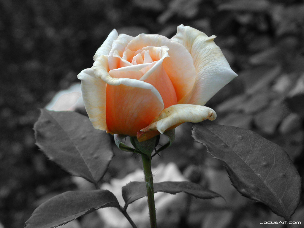 Rose Flower Wallpaper Single - 1024x768 Wallpaper - teahub.io