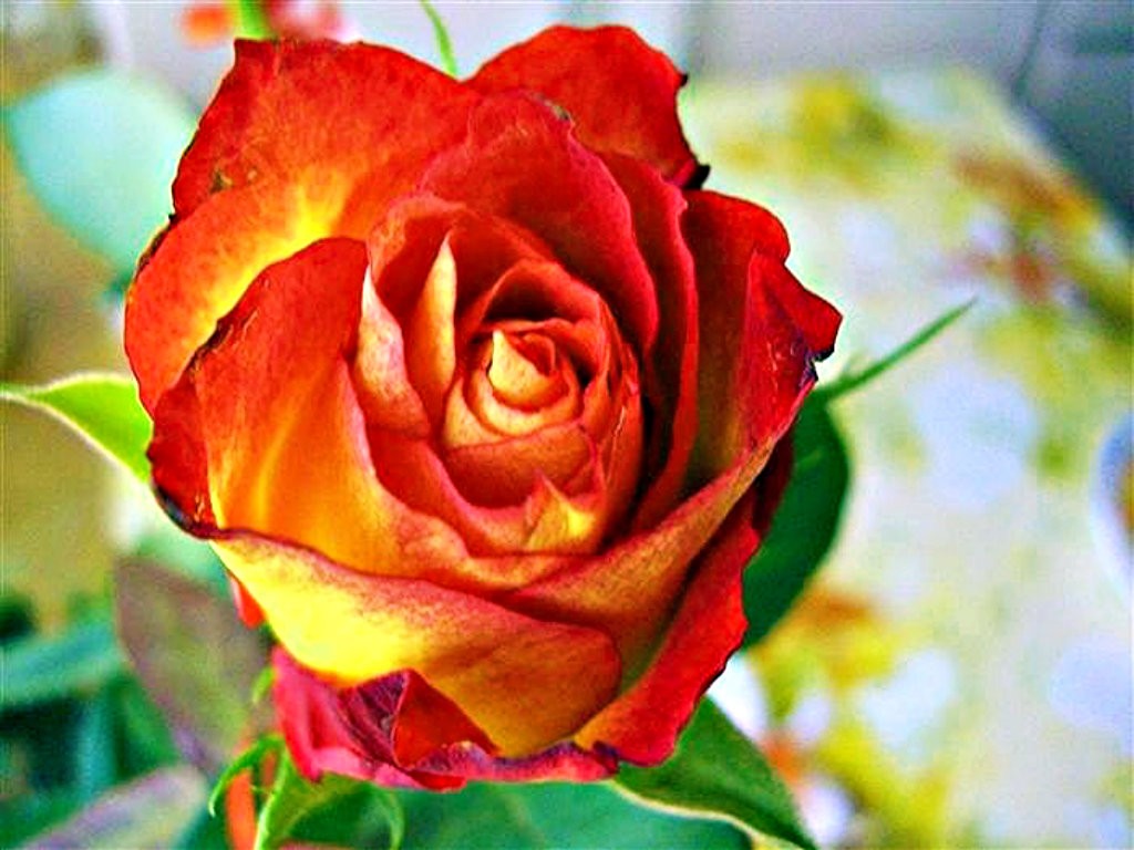 Bb1100 Color Wallpapers - Floribunda - HD Wallpaper 