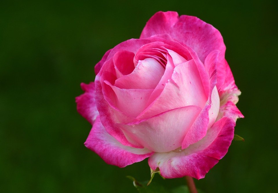 Botanical Name Of Rose Flower - HD Wallpaper 