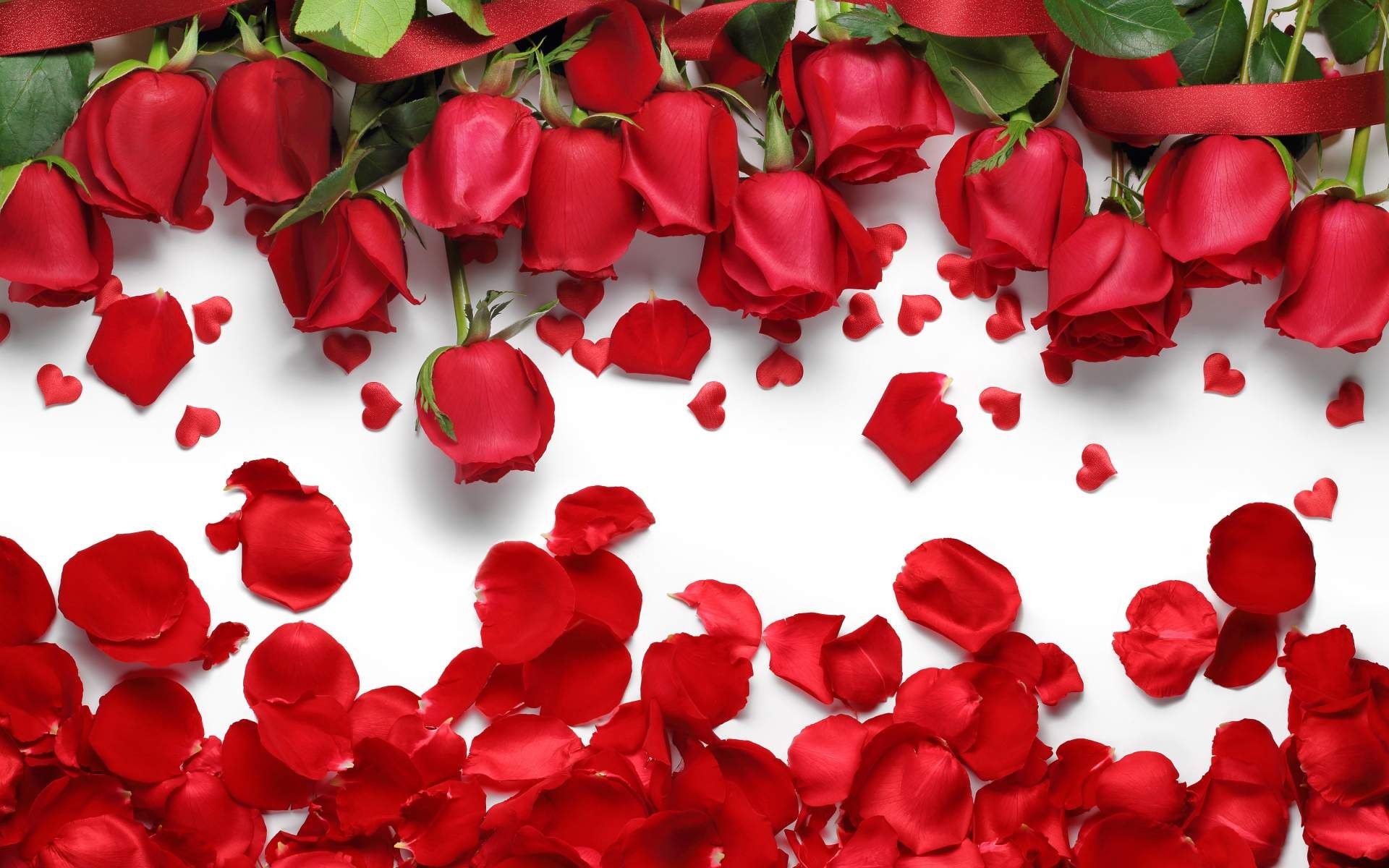 Red Rose Petals And Flowers Wallpaper For Desktop And - Rose Petals - HD Wallpaper 