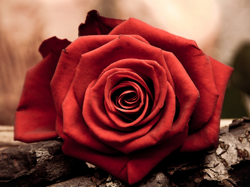 New Wallpaper Red Rose Wallpaper Hd - Rose Desktop Backgrounds Flowers - HD Wallpaper 