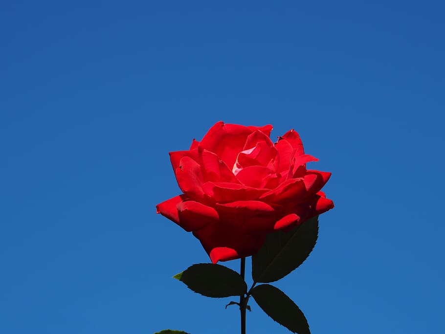 Blue Sky, Flowers, Rose, Red, Rose - Rose Dans Le Ciel - HD Wallpaper 