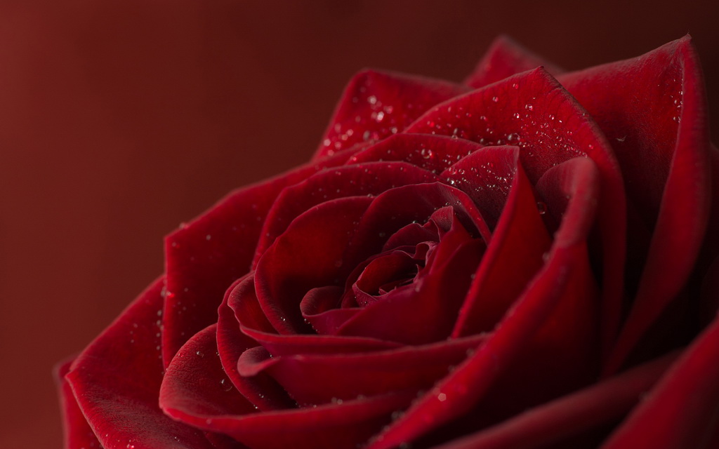 Red Rose Flower Wallpaper Free Download - Red Flower High Resolution - HD Wallpaper 