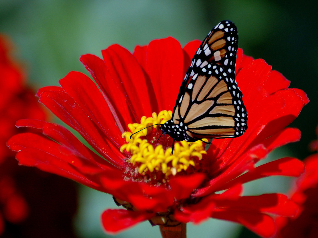 Free Rose Picture Downloads All Free Download - Red Flowers With Butterflies - HD Wallpaper 