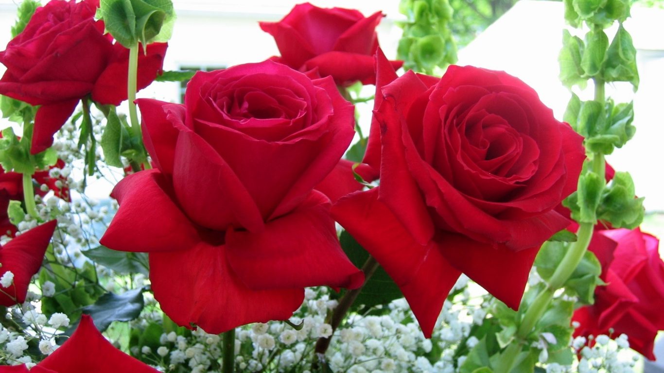 Flower Leaf Nature Rose Wallpaper Download Computer - HD Wallpaper 