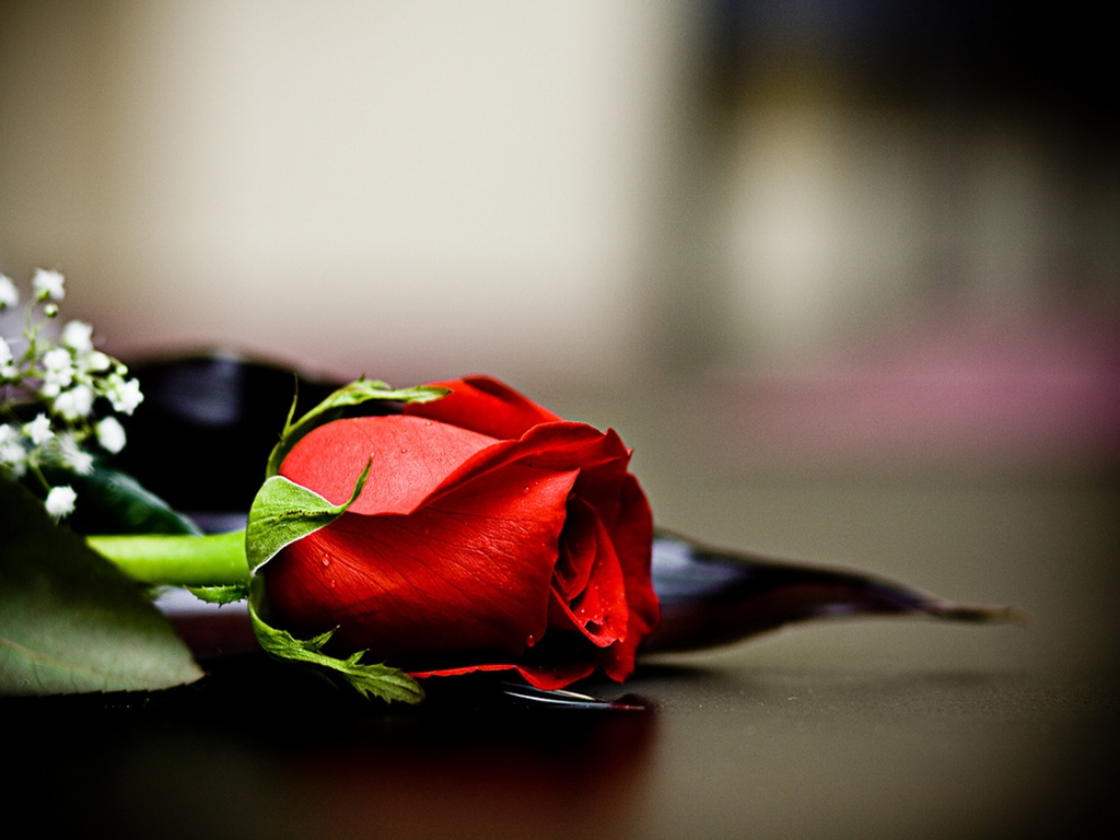 Love Red Rose Image Hd - HD Wallpaper 