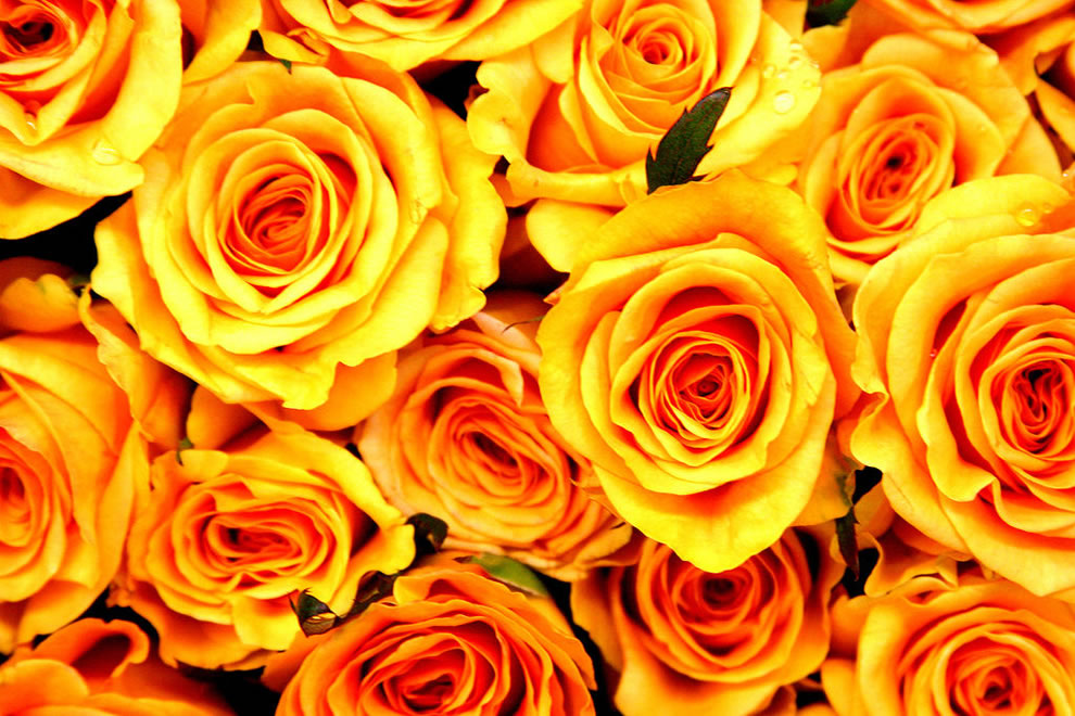 Yellow Roses Can Mean Friendship And I Care - Yellow Roses Background - HD Wallpaper 