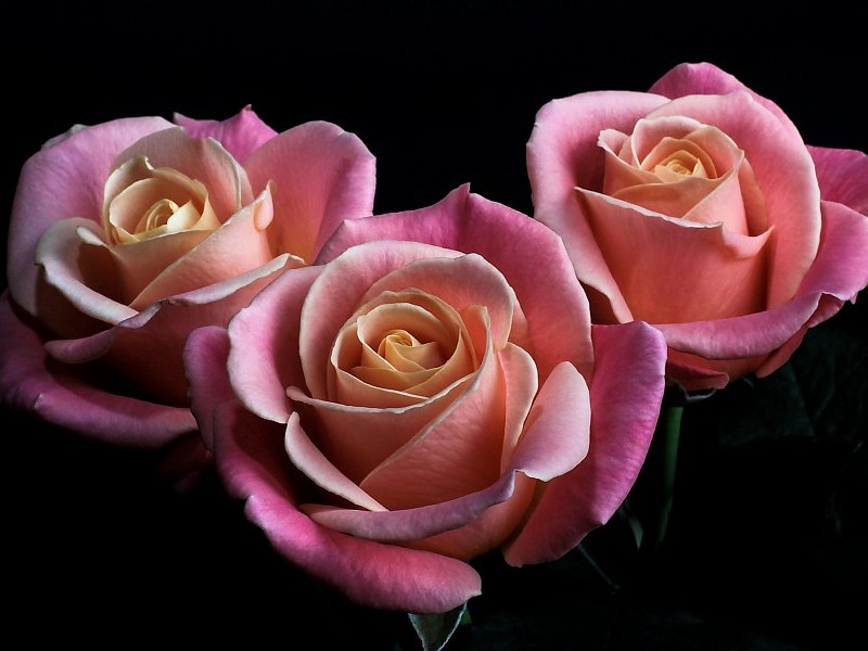 *** Beautiful Pink Roses *** Wallpaper - Best Friend Birthday Wishes With Flowers - HD Wallpaper 