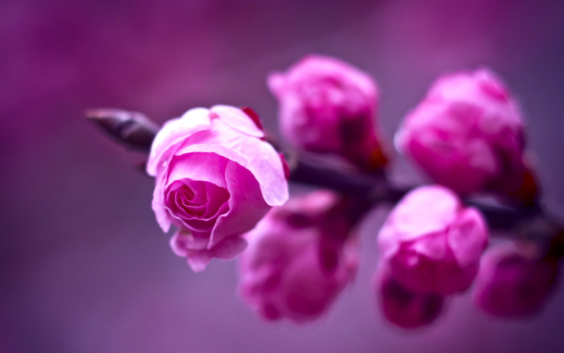 Beautiful Pink Rose - HD Wallpaper 