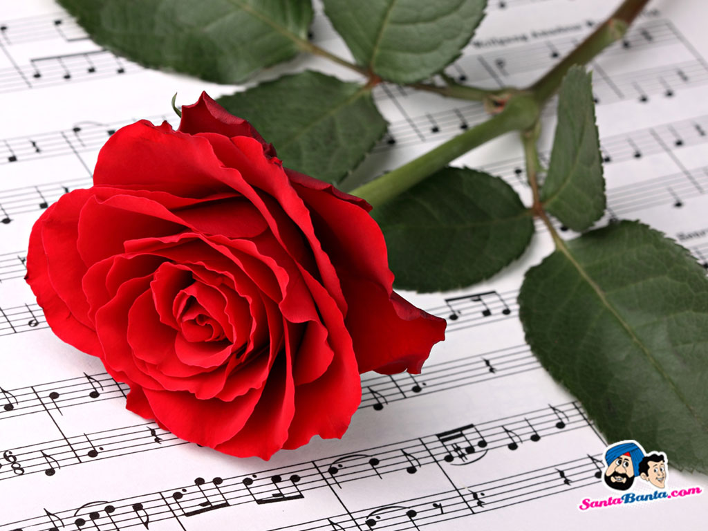 Good Night Rose Wallpaper Download - Most Beautiful Red Roses Full Hd - HD Wallpaper 