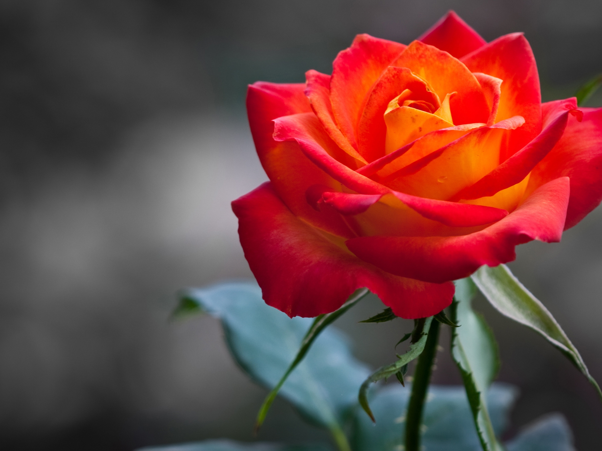 Red Rose Orange Background - HD Wallpaper 