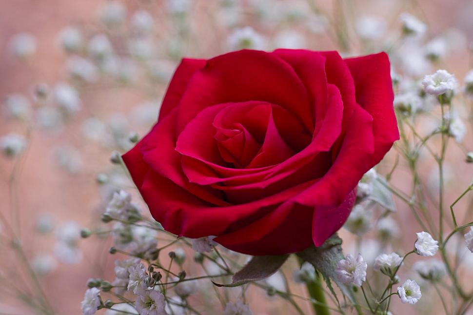 Beautiful Red Rose Hd Wallpaper,delicacy Hd Wallpaper,nice - California - HD Wallpaper 