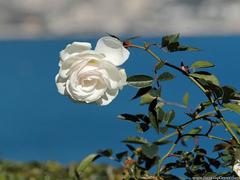 Nice White Rose - HD Wallpaper 