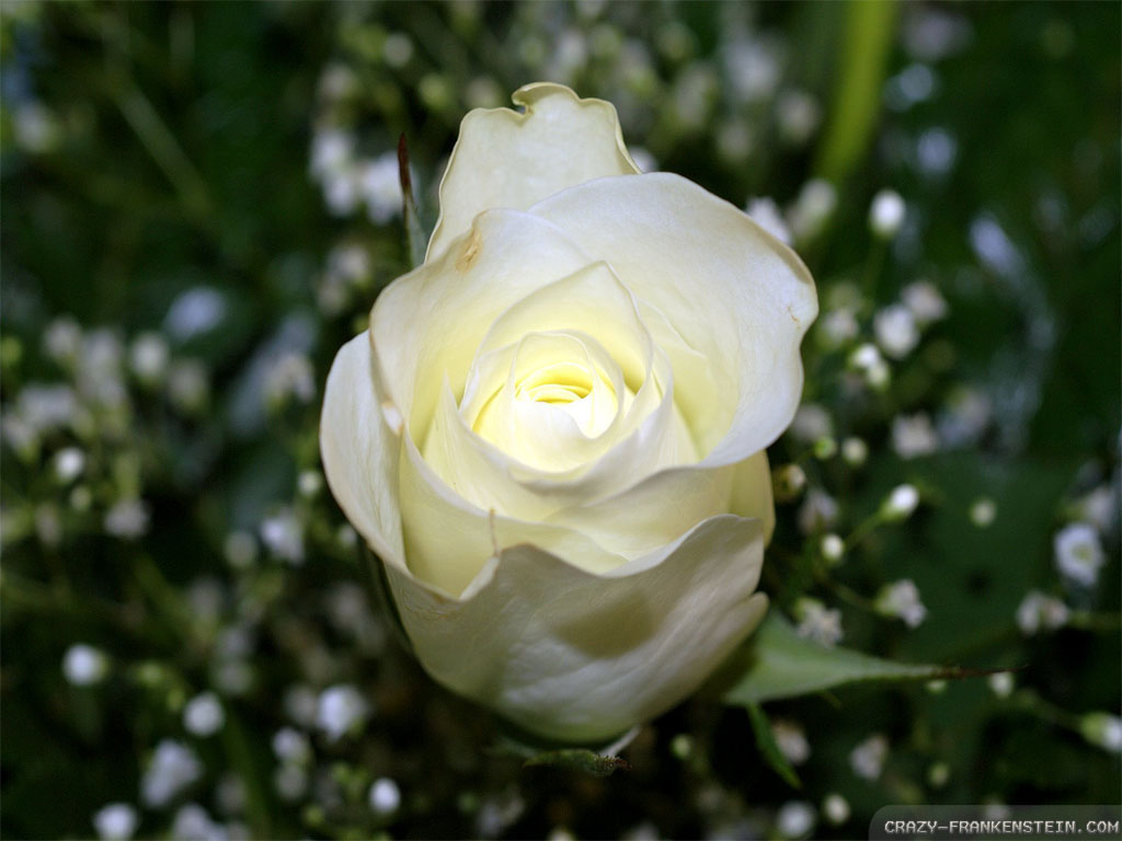 White Rose - HD Wallpaper 