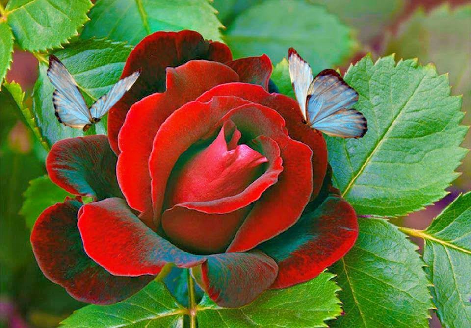Beautiful Rose Image Hd - HD Wallpaper 