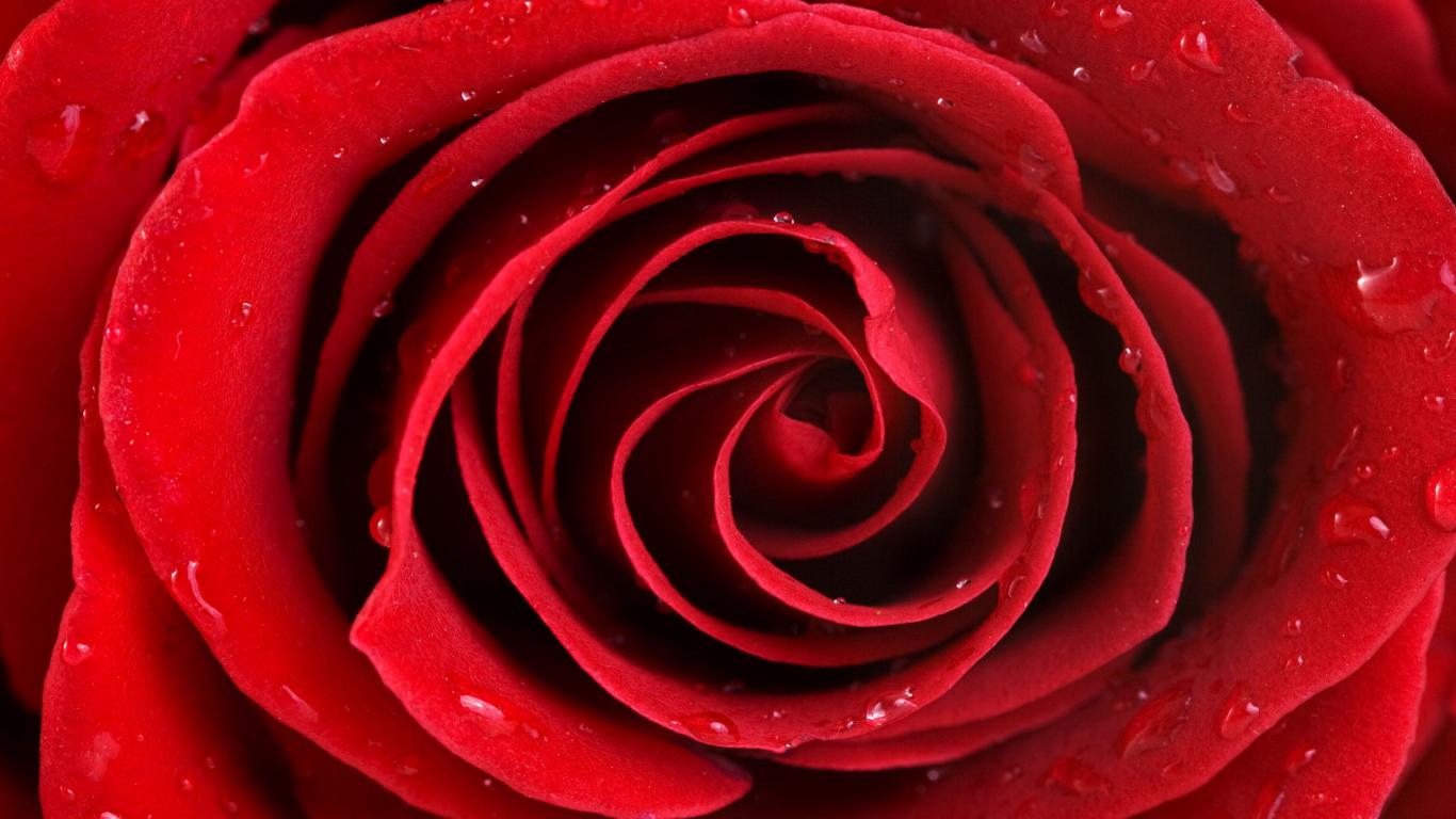 Red Roses Hd Wallpapers Free Download For Desktop Hd - 3d Wallpaper Rose Flower - HD Wallpaper 