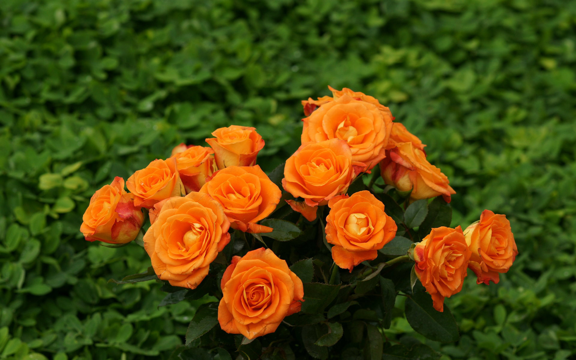 Orange Rose Wallpapers Hd Pictures Flowers Wallpapers - Orange Flowers Wallpaper Hd - HD Wallpaper 
