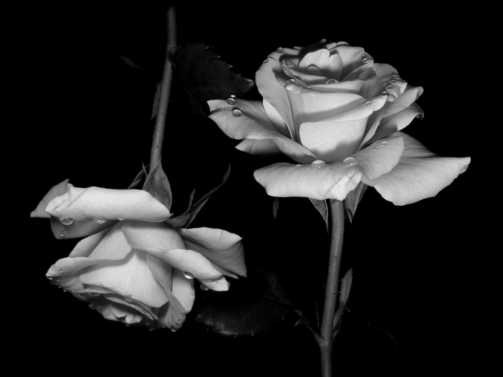 Black And White Rose Wallpaper - White And Black Rose - HD Wallpaper 