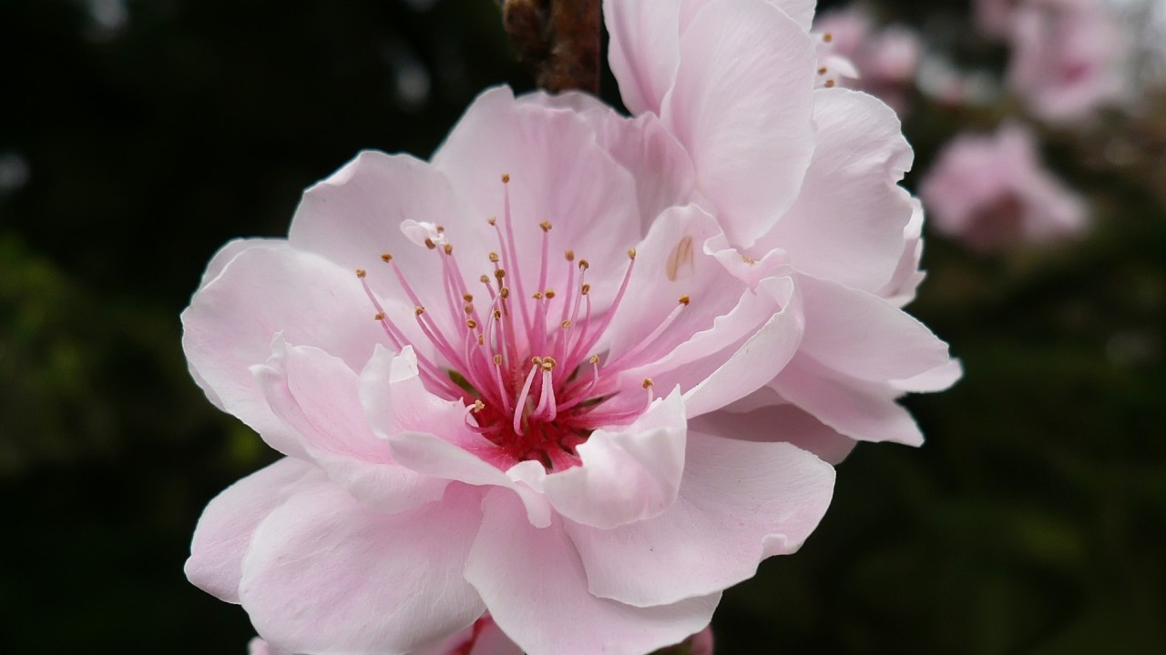 Nice Rose Flower - Cherry Blossom Pink Flower - HD Wallpaper 