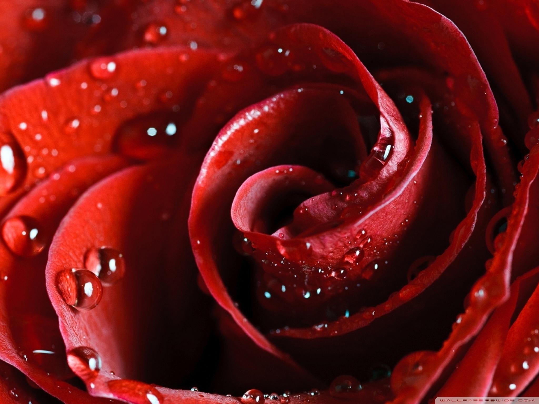 Amazing Red Roses - HD Wallpaper 