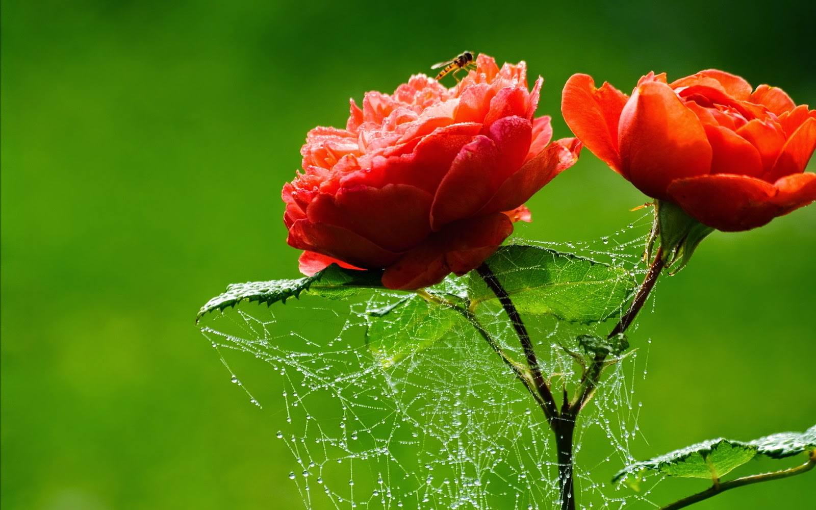 Flower Images In Hd - HD Wallpaper 