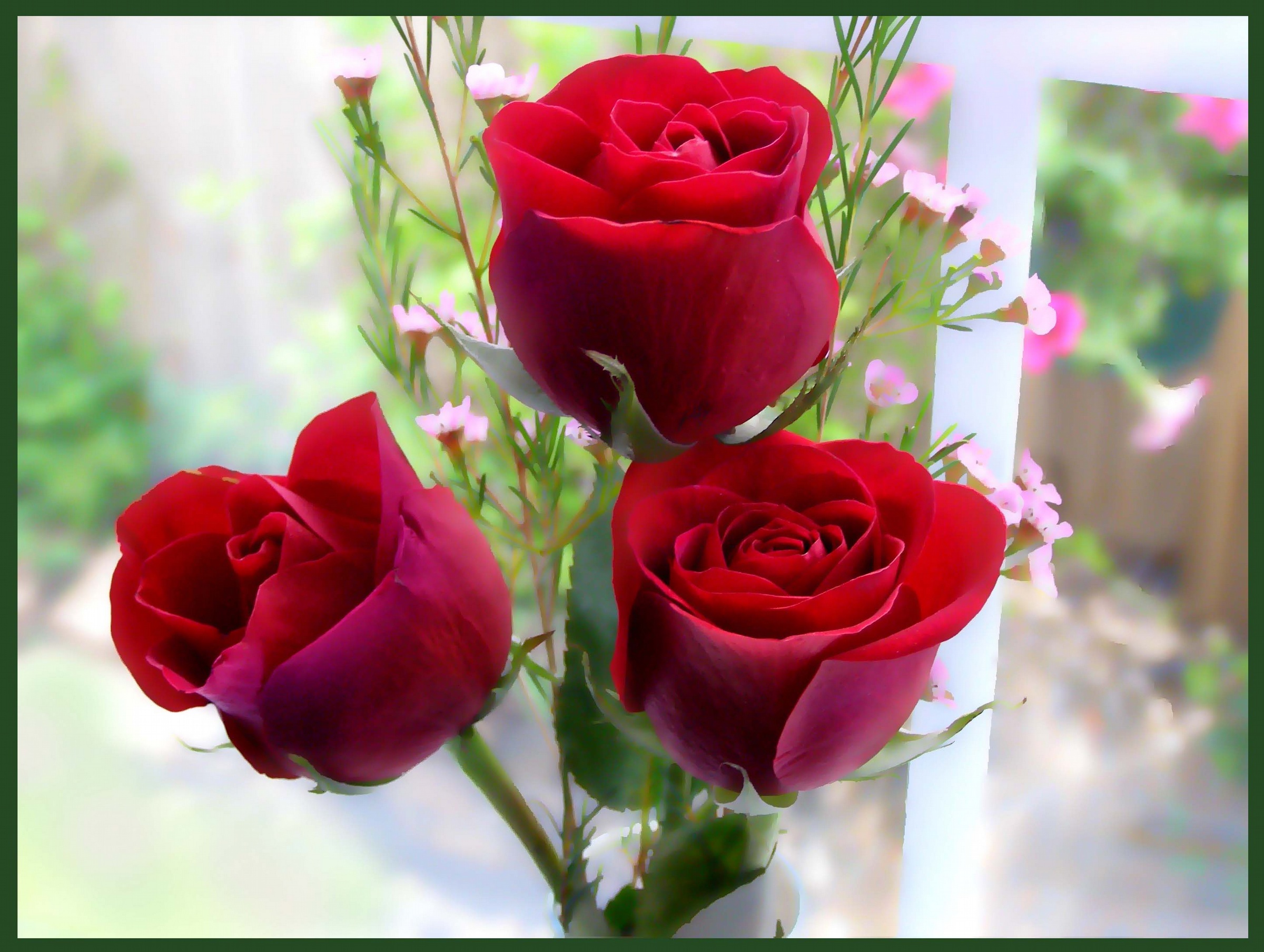 Red Rose Flowers Screensavers For Mac - Good Morning Happy Rose Day - HD Wallpaper 